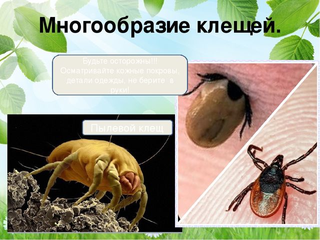 Тематический проект для дошкольников "Мир насекомых"