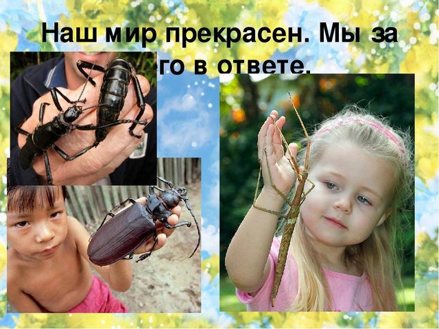 Тематический проект для дошкольников "Мир насекомых"