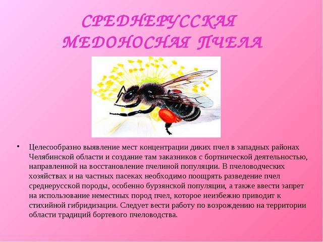 Презентация для дошкольников "Красная книга"