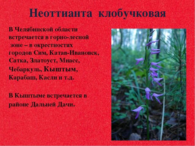 Презентация для дошкольников "Красная книга"