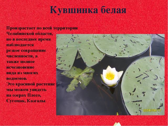 Презентация для дошкольников "Красная книга"