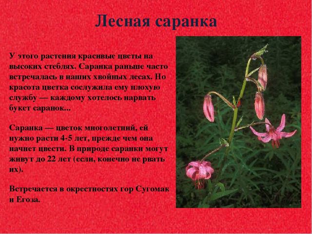Презентация для дошкольников "Красная книга"