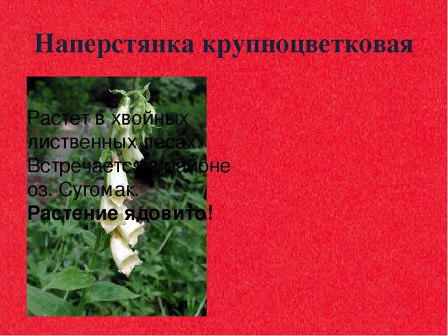 Презентация для дошкольников "Красная книга"