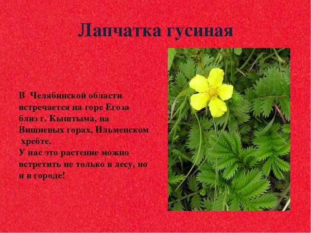 Презентация для дошкольников "Красная книга"