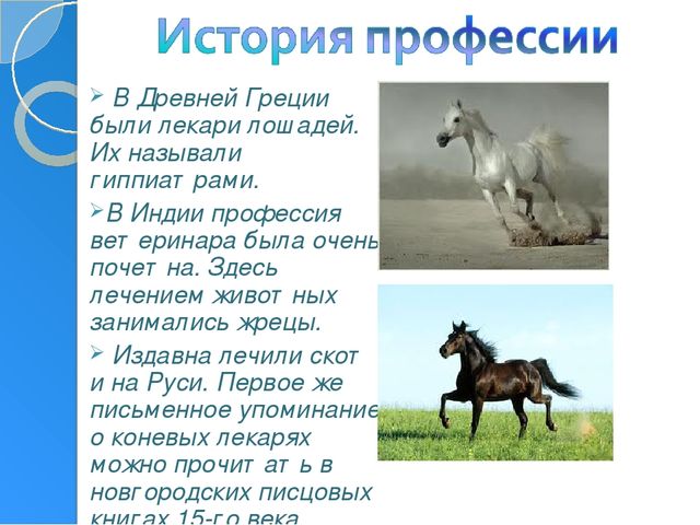 Профессия ветеринар игра для подготовительной группы
