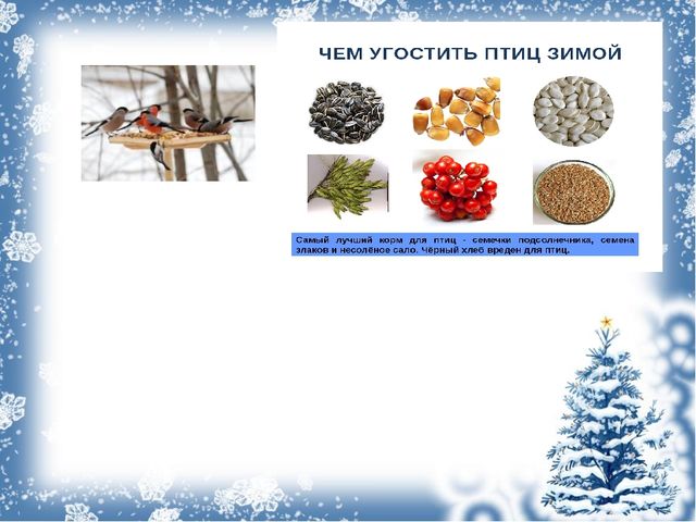 Экологический проект «Покормите птиц зимой!»