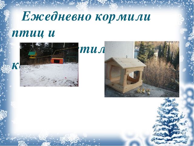 Экологический проект «Покормите птиц зимой!»