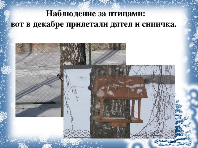 Экологический проект «Покормите птиц зимой!»