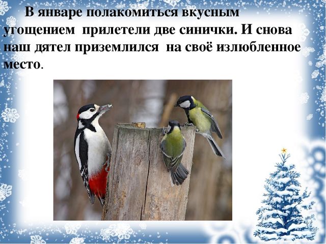Экологический проект «Покормите птиц зимой!»