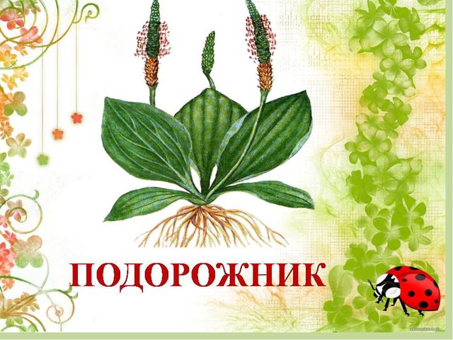 Презентация для дошкольников "Лекарственные растения"