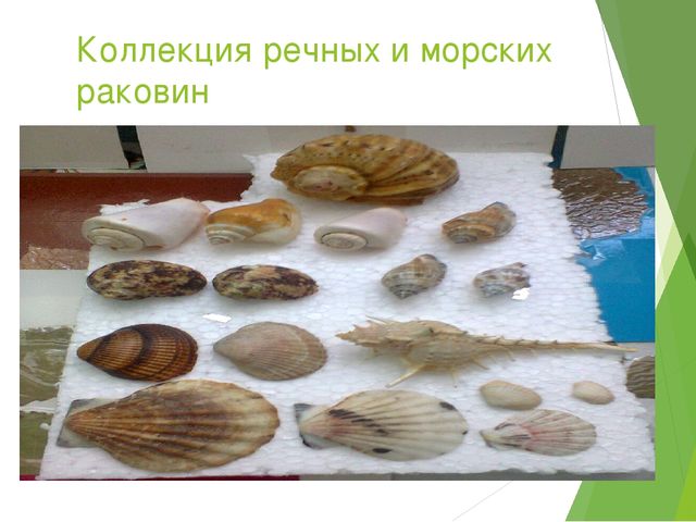 Презентация по опытно-экспериментальной деятельности в детском саду.