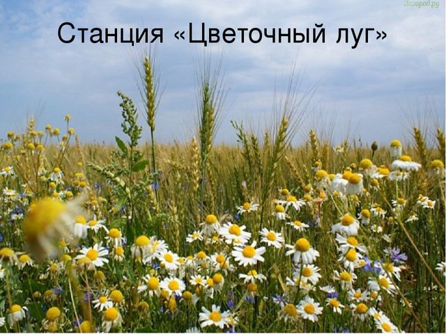 Презентация к открытому занятию на тему: Путешествие на Паровозике из Ромашково за букетом для мамы.