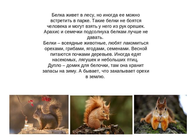 Презентация на тему "Дикие животные"