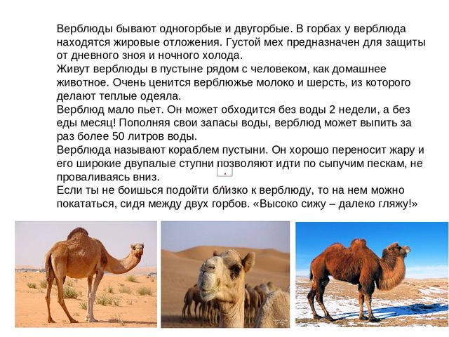 Презентация на тему "Дикие животные"