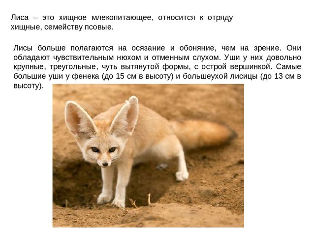 Презентация на тему "Дикие животные"