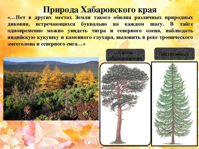 Презентация "Наш край Хабаровский"