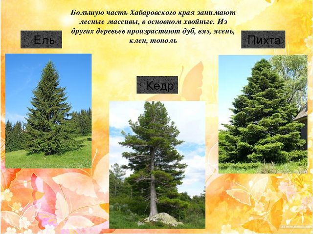 Презентация "Наш край Хабаровский"