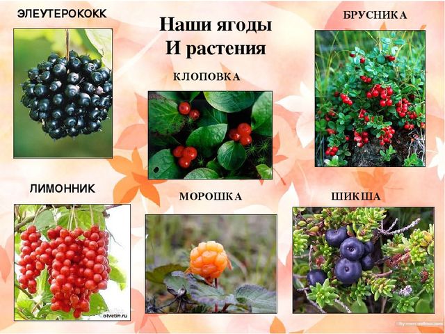 Презентация "Наш край Хабаровский"