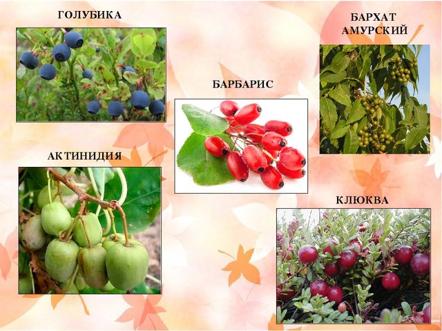 Презентация "Наш край Хабаровский"