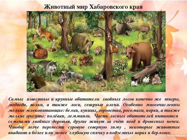 Презентация "Наш край Хабаровский"