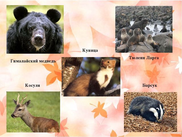 Презентация "Наш край Хабаровский"
