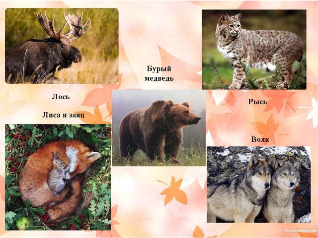 Презентация "Наш край Хабаровский"