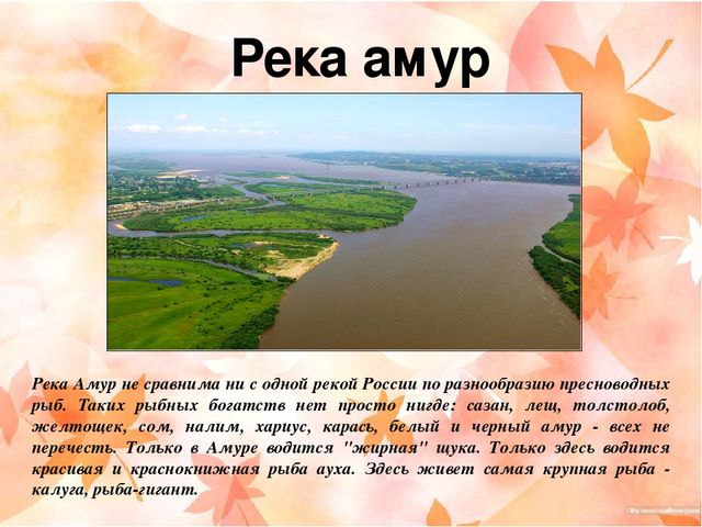 Презентация "Наш край Хабаровский"