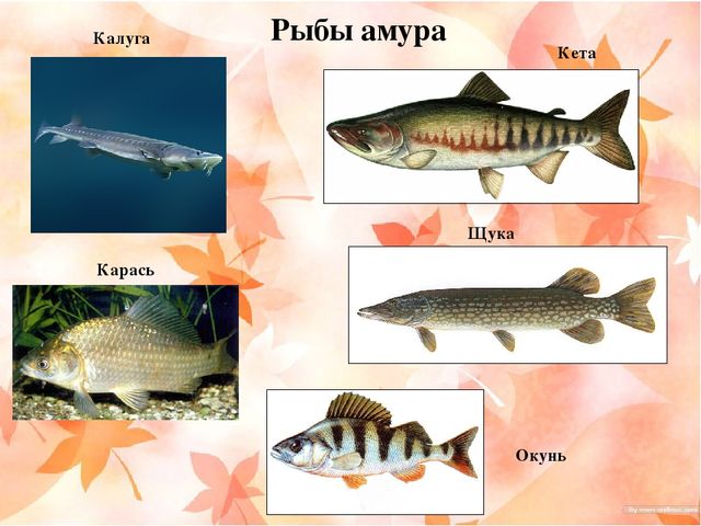 Презентация "Наш край Хабаровский"
