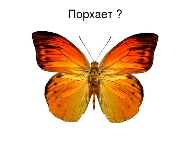 Презентация к занятию в старшей логопедической группе для детей с тнр тема: "Насекомые"