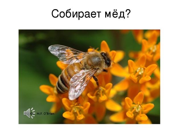Презентация к занятию в старшей логопедической группе для детей с тнр тема: "Насекомые"