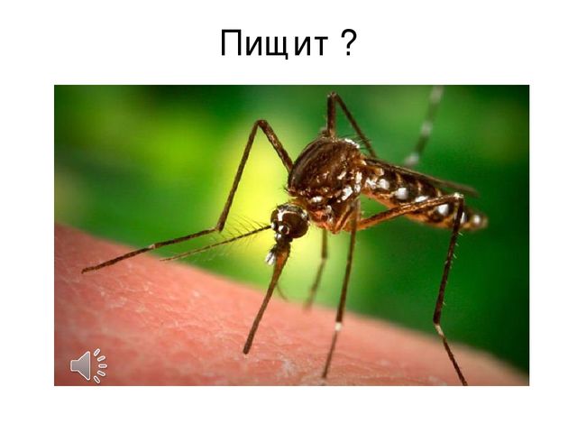 Презентация к занятию в старшей логопедической группе для детей с тнр тема: "Насекомые"