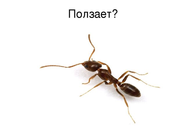 Презентация к занятию в старшей логопедической группе для детей с тнр тема: "Насекомые"
