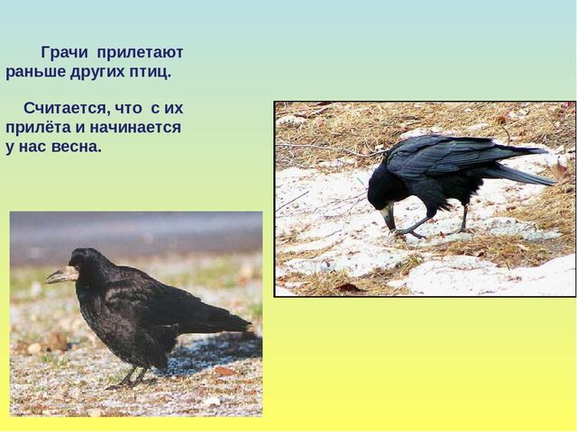 Презентация на тему Весна