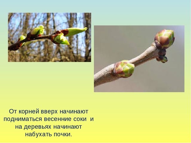 Презентация на тему Весна