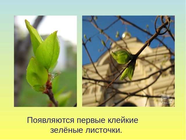 Презентация на тему Весна