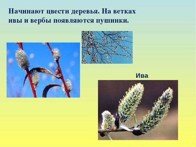 Презентация на тему Весна