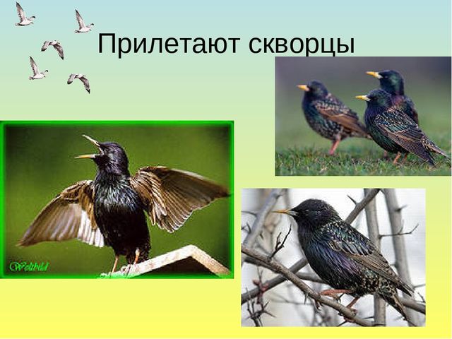 Презентация на тему Весна