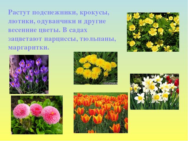 Презентация на тему Весна