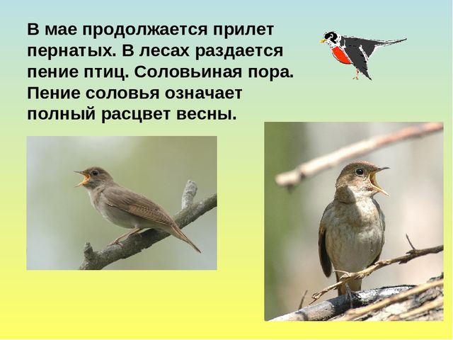 Презентация на тему Весна