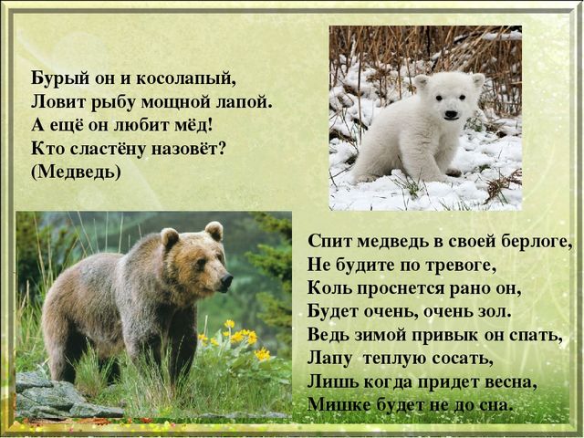 Презентация для дошкольников "Дикие животные"