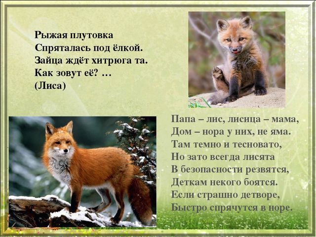 Презентация для дошкольников "Дикие животные"