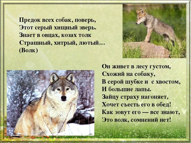 Презентация для дошкольников "Дикие животные"