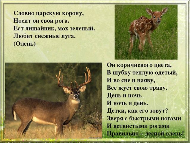 Презентация для дошкольников "Дикие животные"