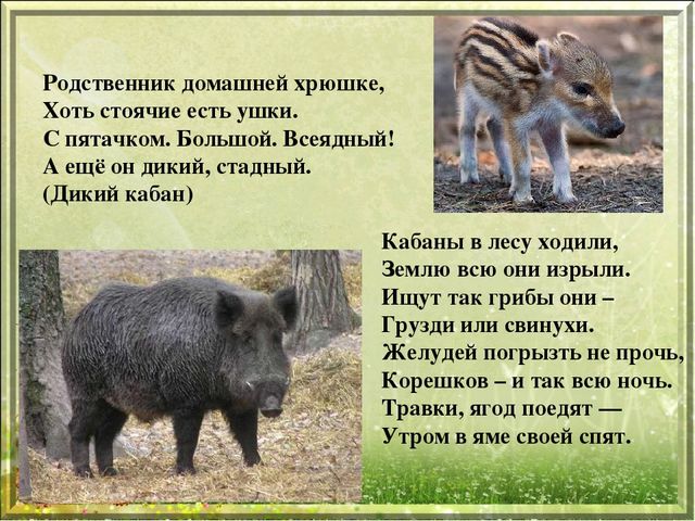 Презентация для дошкольников "Дикие животные"