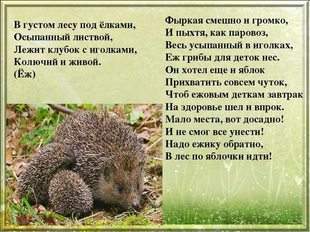 Презентация для дошкольников "Дикие животные"