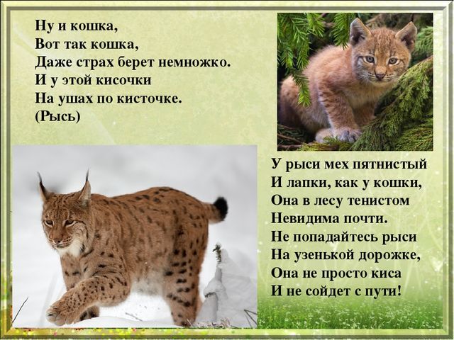 Презентация для дошкольников "Дикие животные"