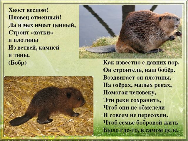 Презентация для дошкольников "Дикие животные"