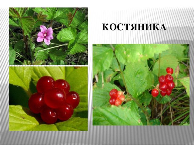 Презентация к уроку " Лесные ягоды Карелии"