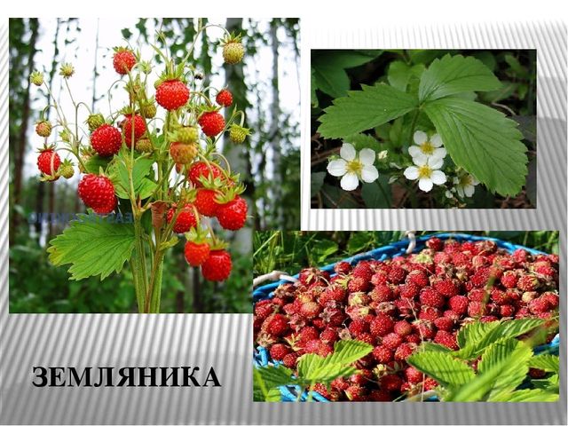 Презентация к уроку " Лесные ягоды Карелии"
