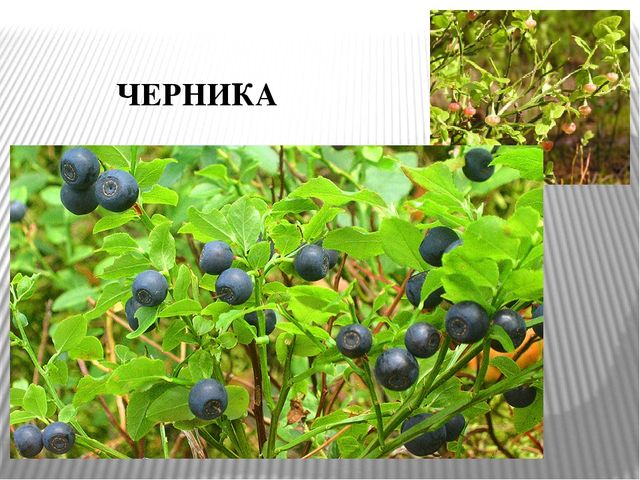 Презентация к уроку " Лесные ягоды Карелии"